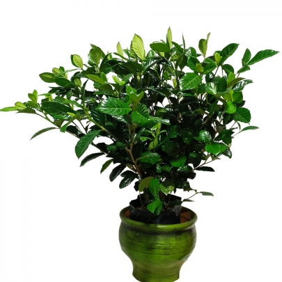 PLANTA GARDENIA