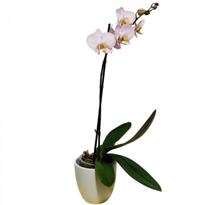 ORQUIDEA LILA