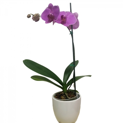 ORQUIDEA MORADA