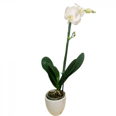 ORQUIDEA BLANCA