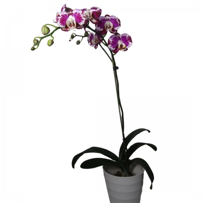 ORQUIDEA MORADA Y BLANCO