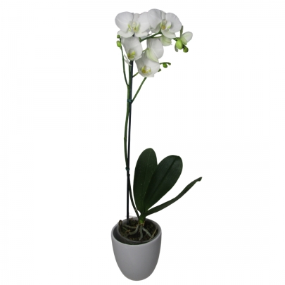 Orquídea blanca grande