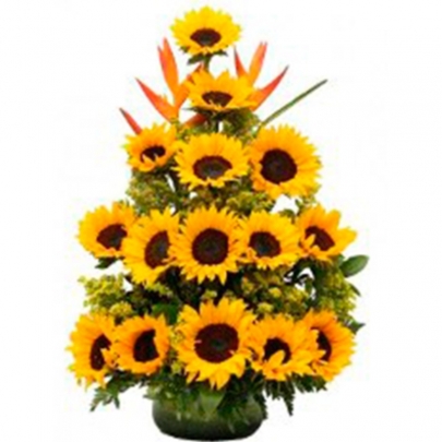 GIRASOLES MARISOL