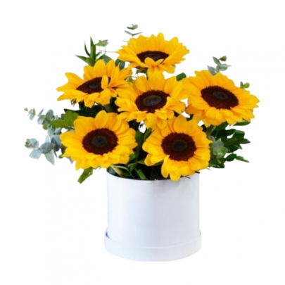 BOX GIRASOL