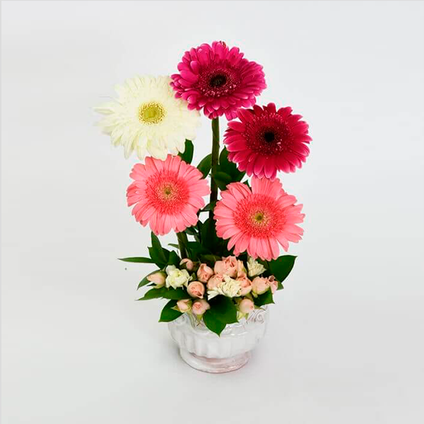 GERBERAS PARA TI